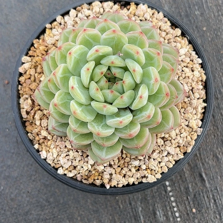 【闪购商品】雪花珍妮