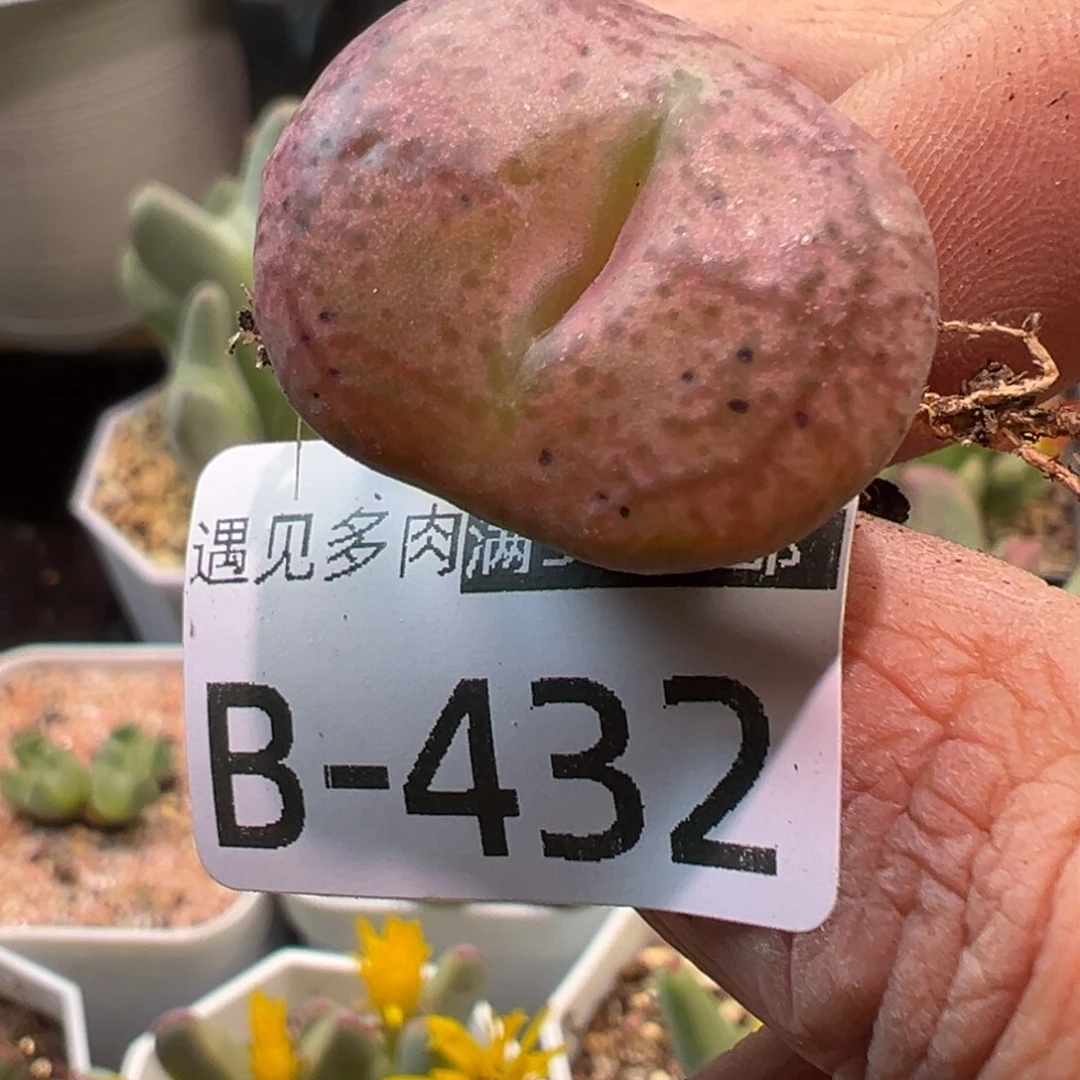 多肉植物111111111111