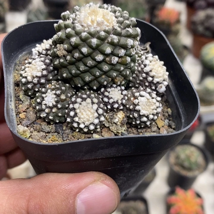 墨碟群生特价福利