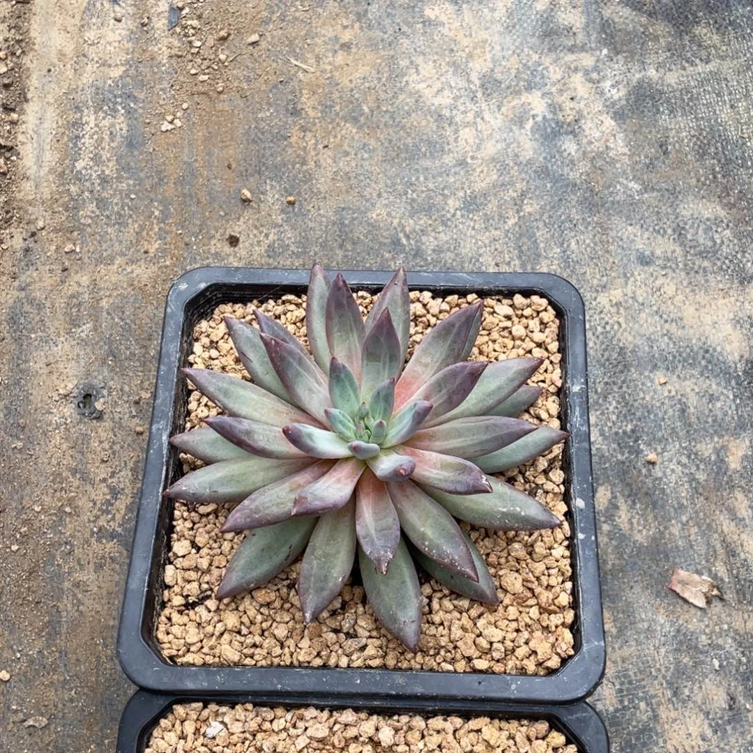 子****多肉植物和植物等植物为