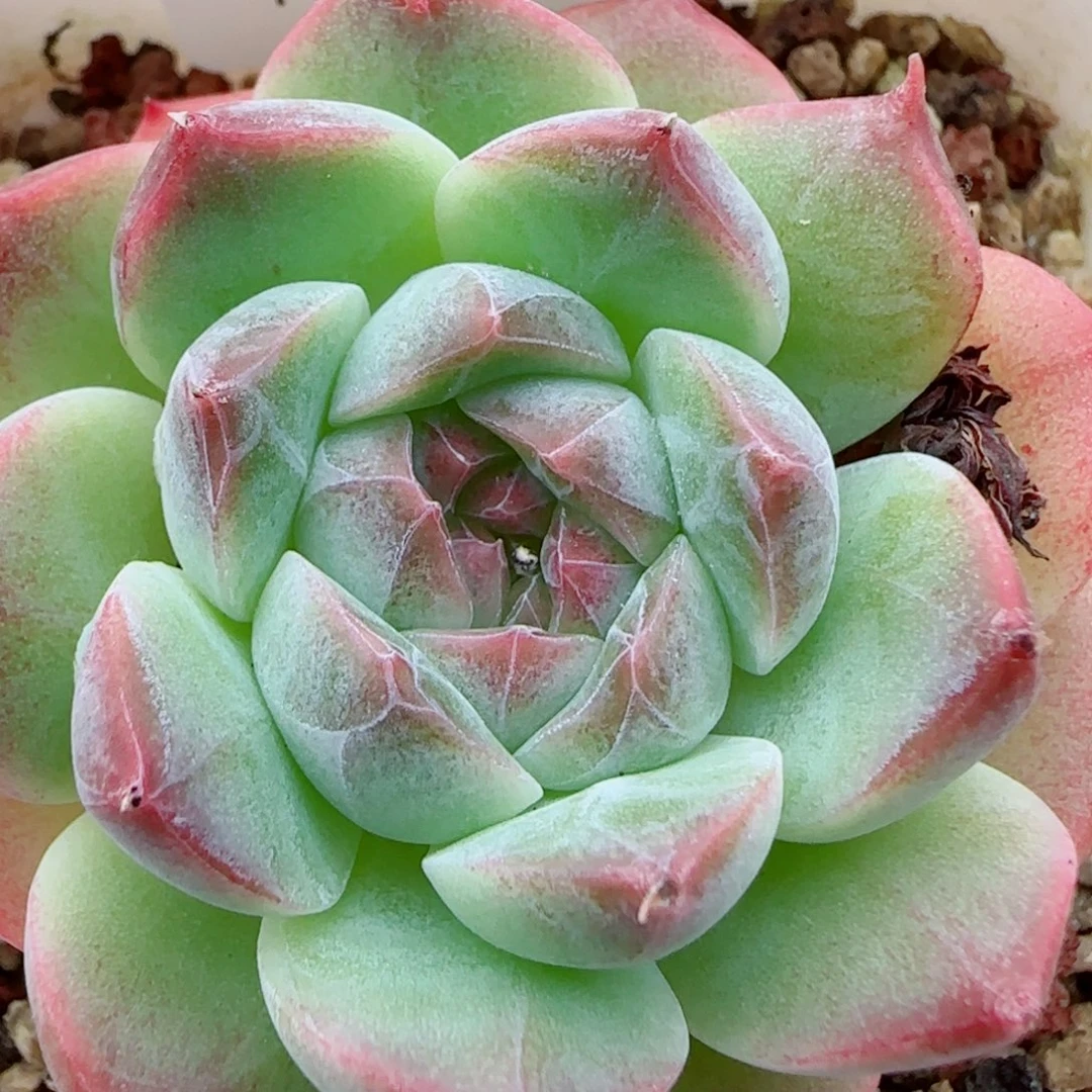 花语逸镜1007-250溏心珍妮