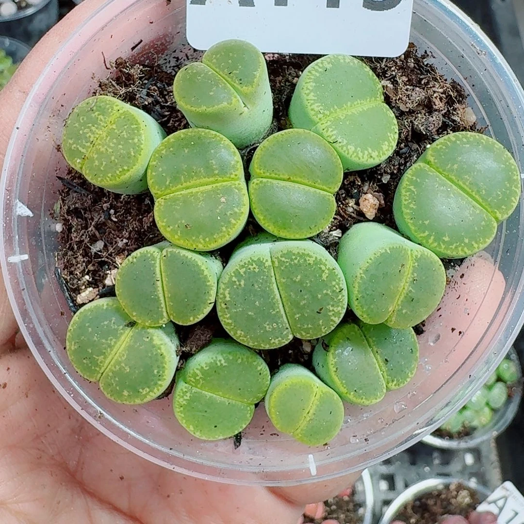 113多肉植物多肉植物