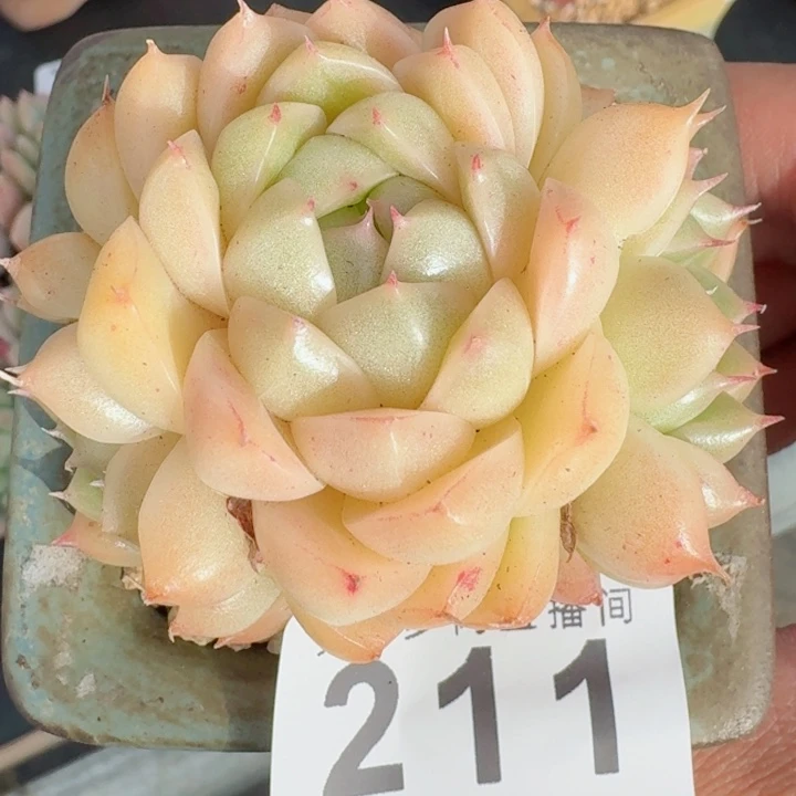 麦秆         精控精养多肉植物