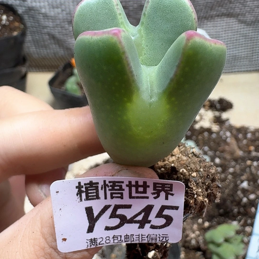 多肉植物的润泽地吃v