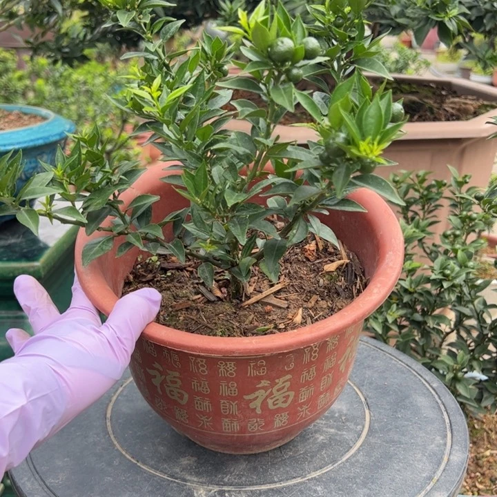 八房柑盆景绿植园艺