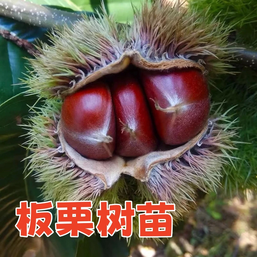 嫁接板栗树苗南方北方种植盆栽地栽大红袍栗子果树苗