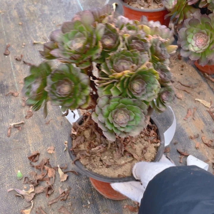 52万拉丝法师多肉断枝不售后