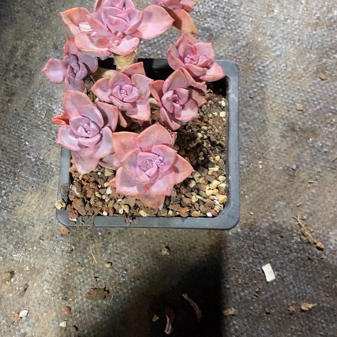 爱****友彩虹糖1颗孤品，小哥的