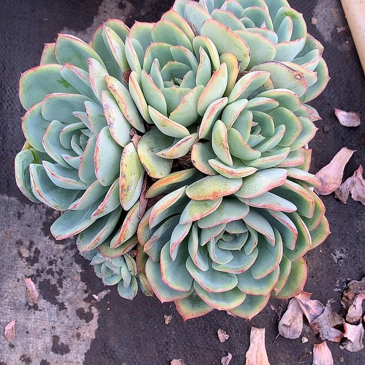 无花朵多肉植物555696