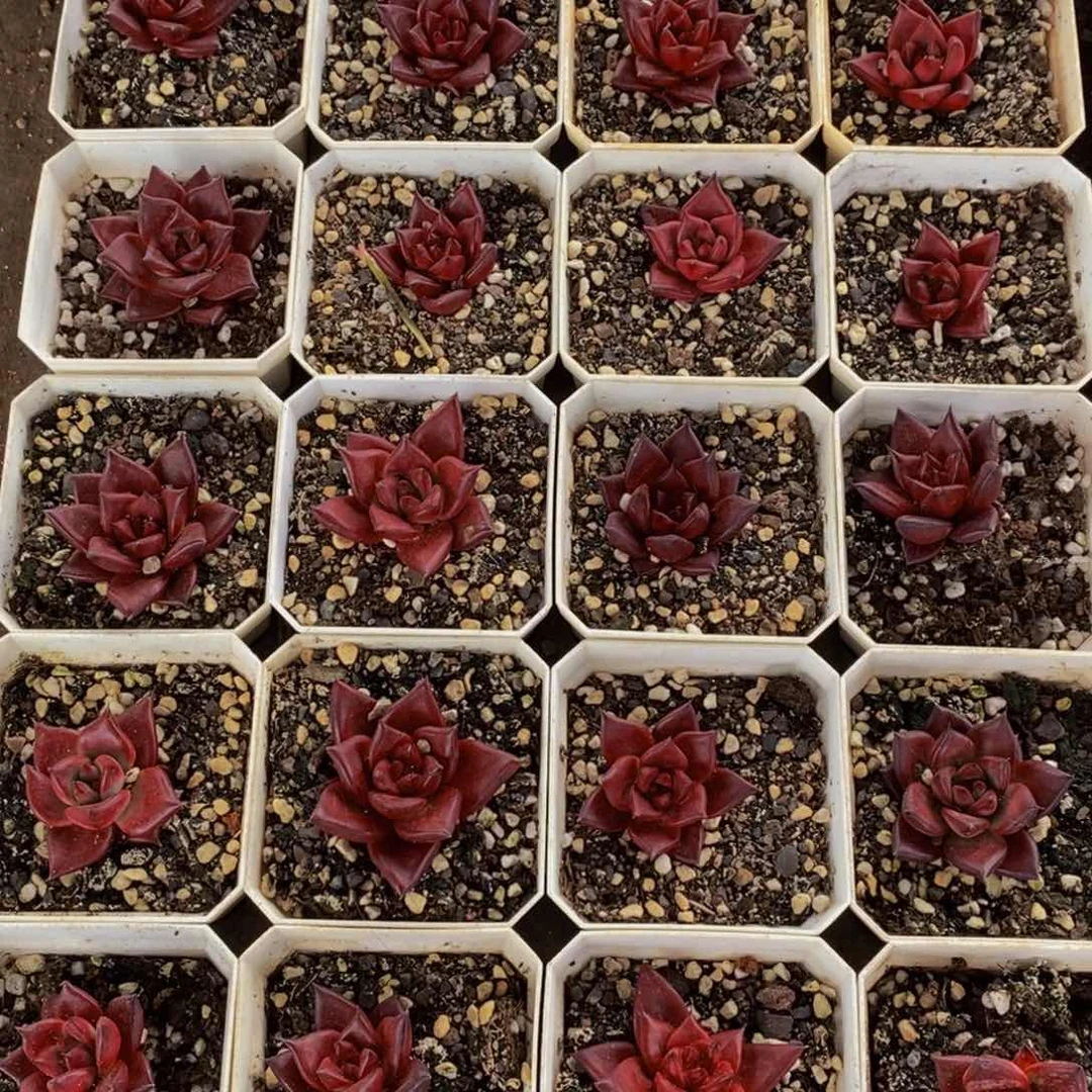 917的时候我们都是一种