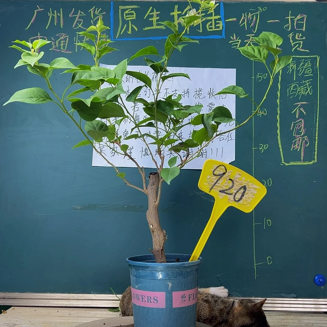 当前无花栽培后可以开花 粗杆 绿樱  920