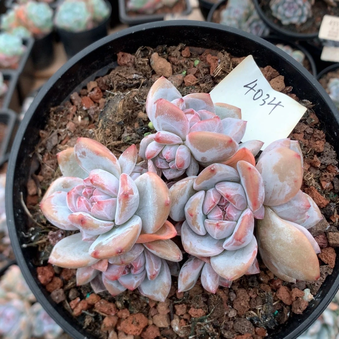 10厘米八头溏心石榴籽 4034