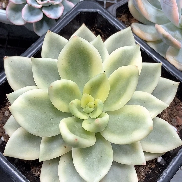 祝之松锦多肉植物