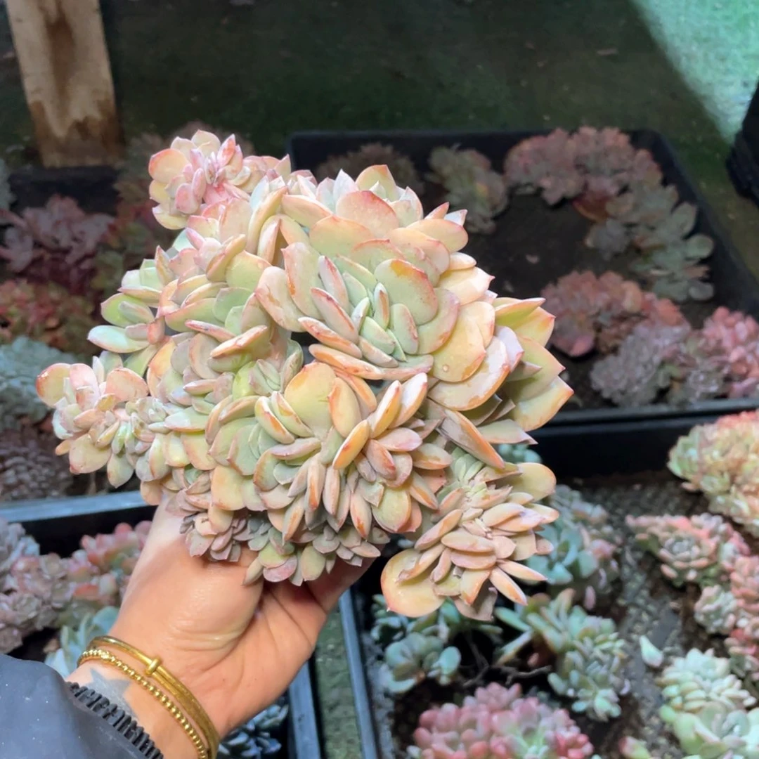 【闪购商品】当前无花栽培后可以开花白凤缀