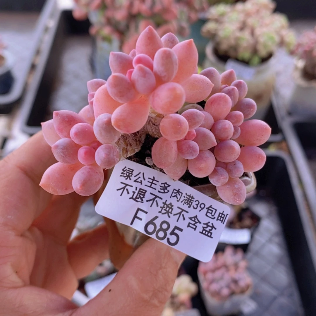 婴儿手指7cm685多肉植物