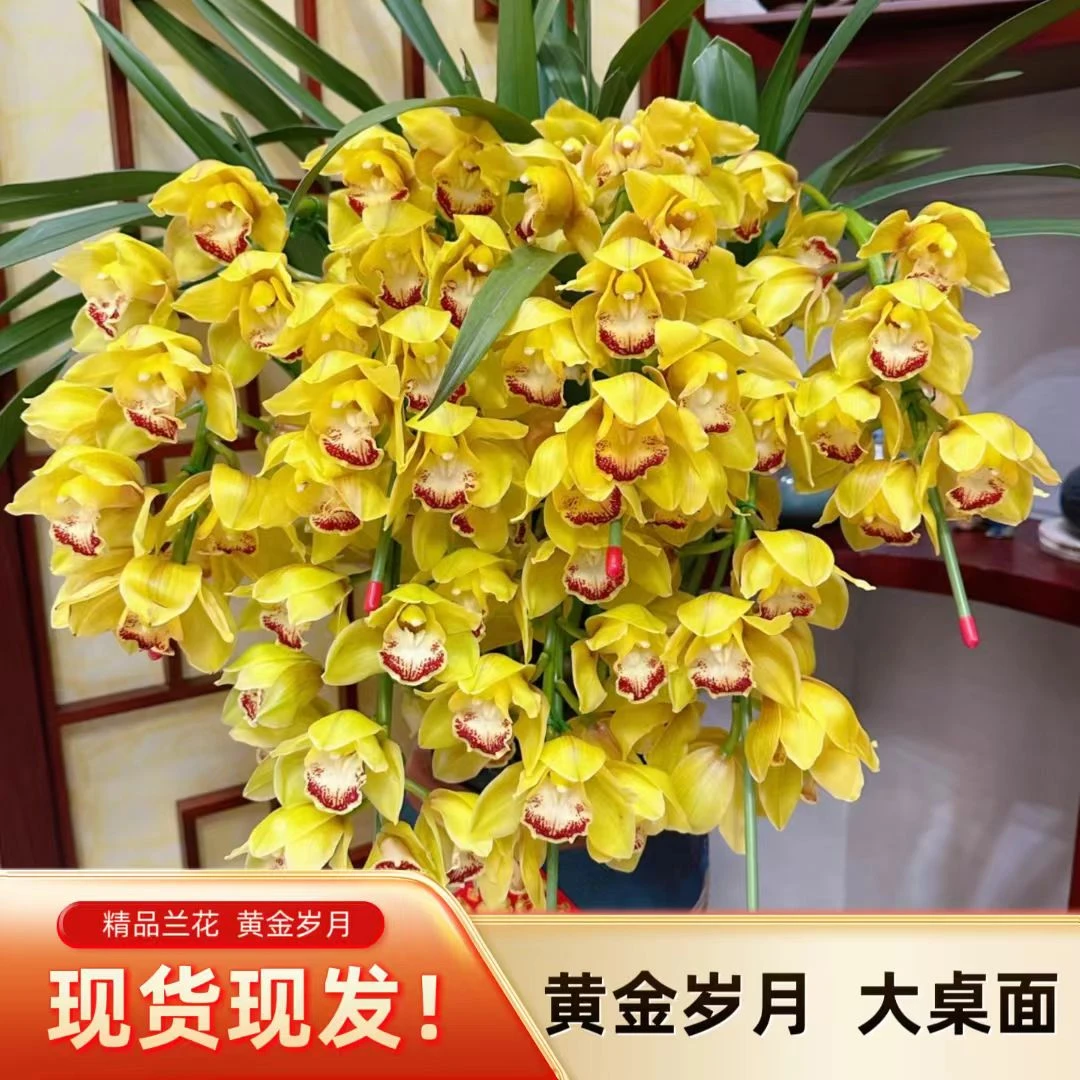 【黄金岁月】高级大落地6枝起高端室内盆栽年宵花大花惠兰基地直发