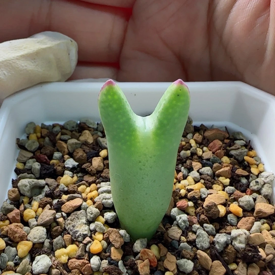 1-19-6-5当天满58包邮小体皮卡丘多肉脱土