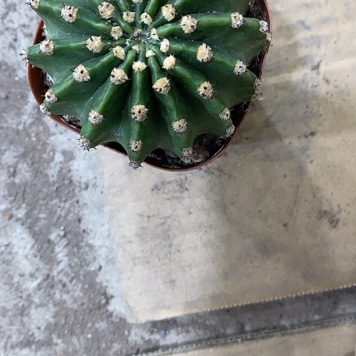 江南13仙人球5公分左右