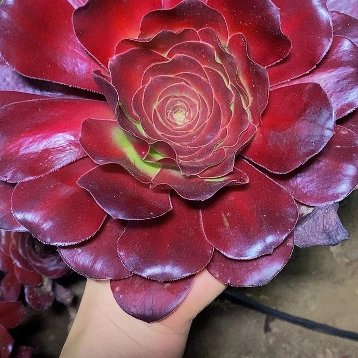 木***兰多肉植物保护研究所