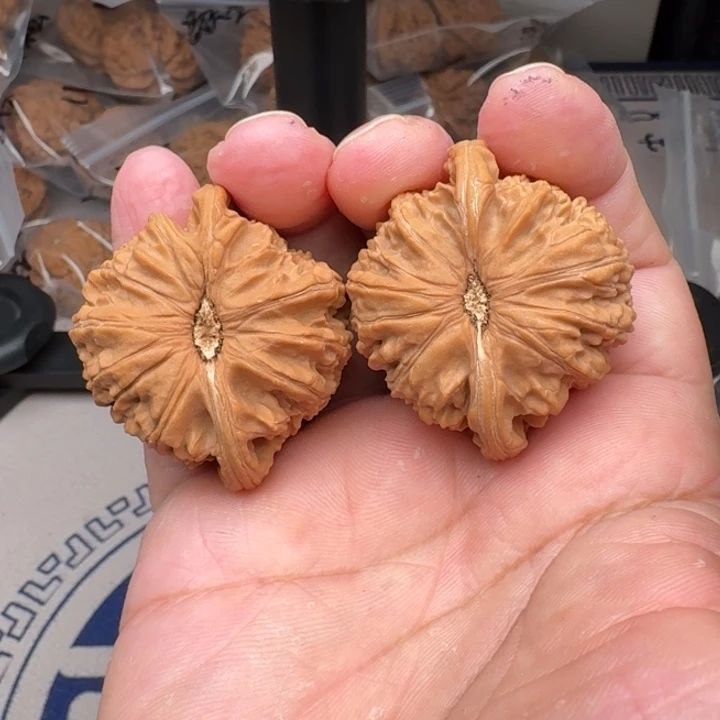 桃核把件山地白狮子44尺25