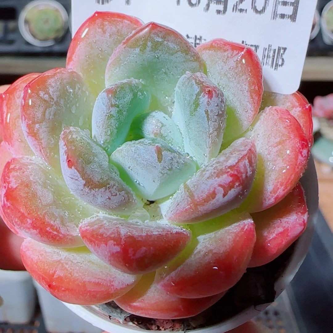 花语逸镜1020-31扣扣溏心