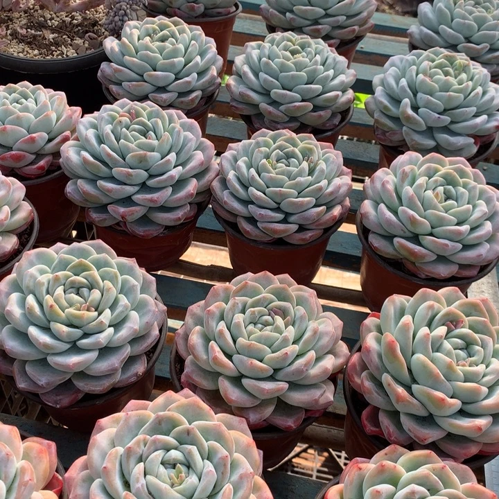 超大母本单头冰玉两单包邮