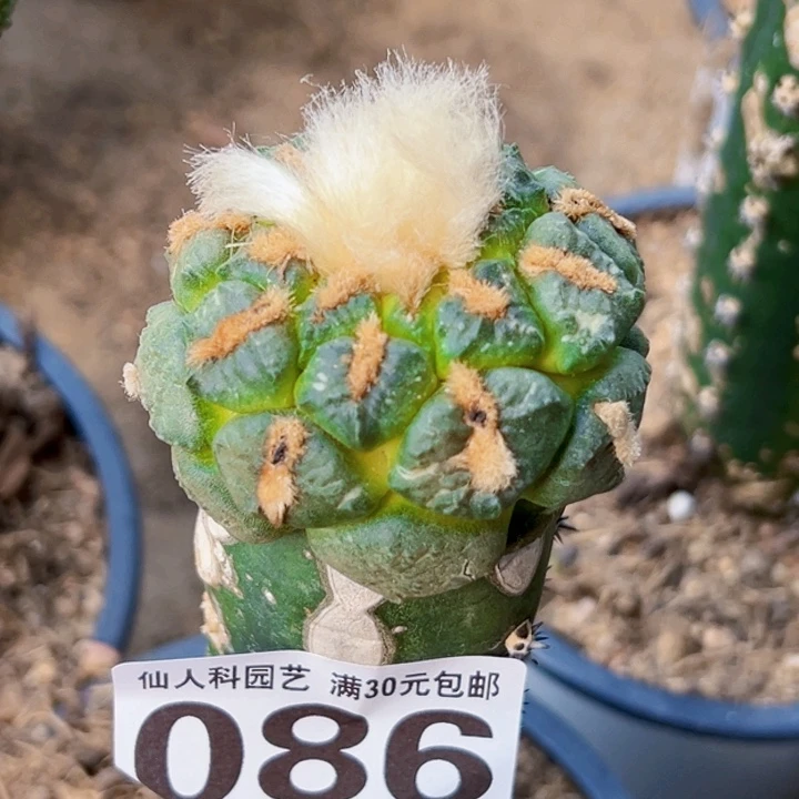 无花朵福利苗接连山086