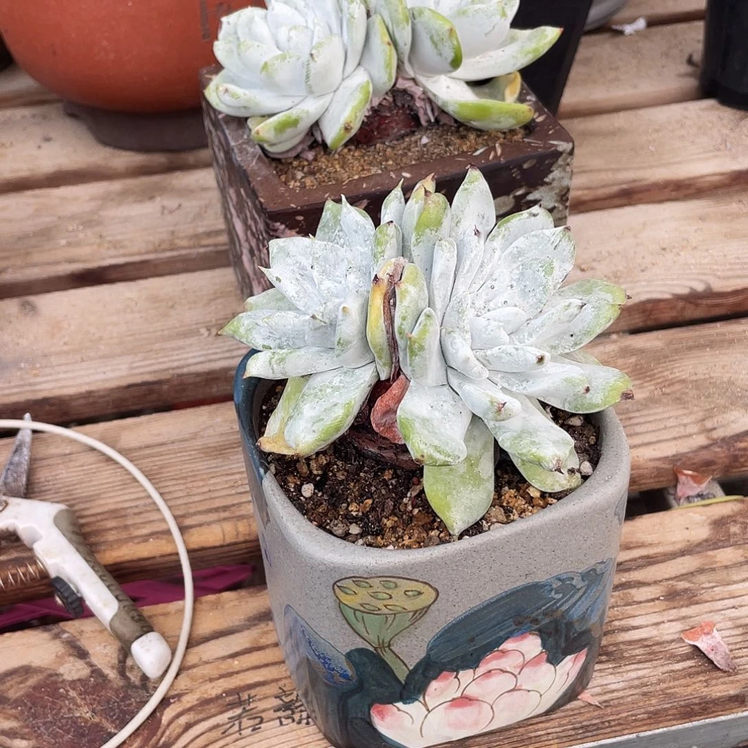 晨溪园艺仙女杯呀