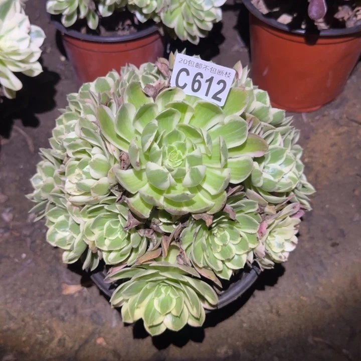 海王……多肉植物的