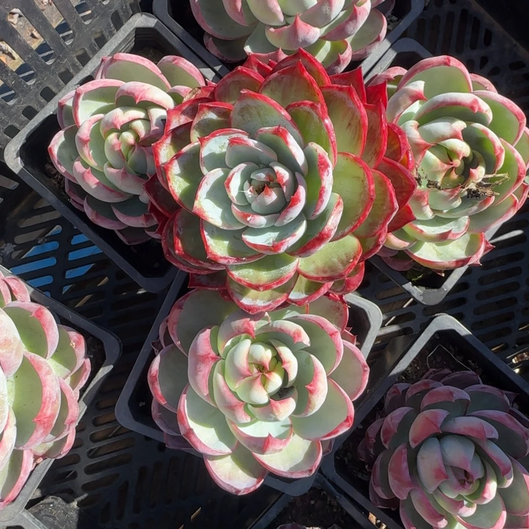 多***胺可以的哈亲爱得在那里睡着