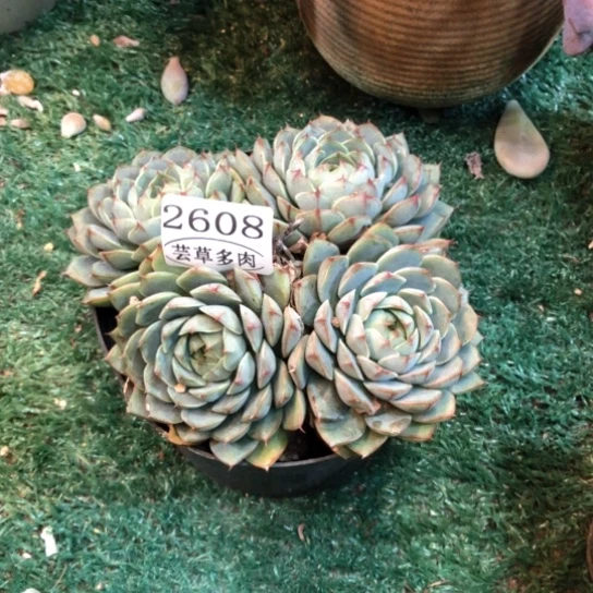 笨吧，2608，一物一拍
