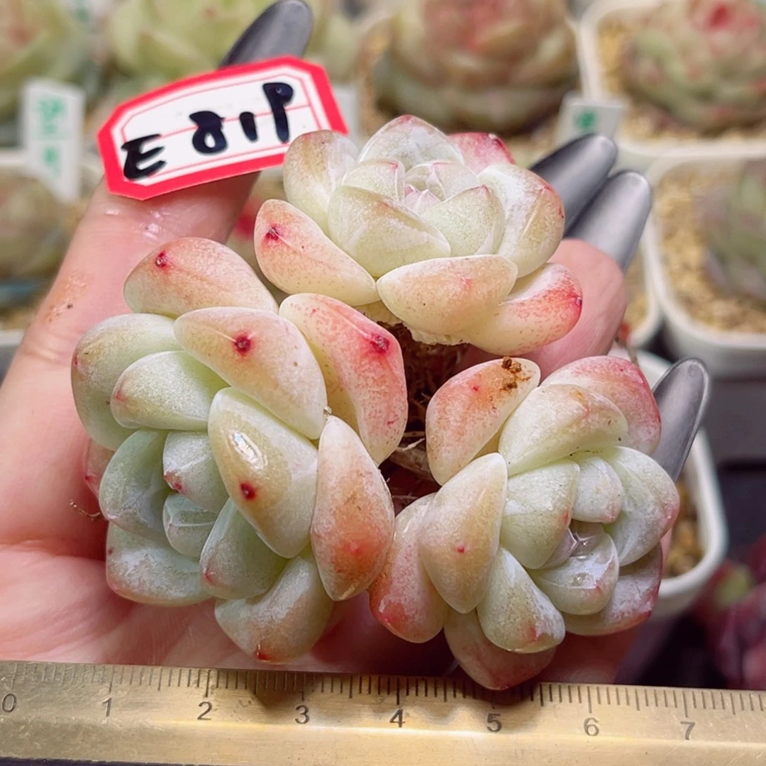 E819一物一拍 白底冰玉