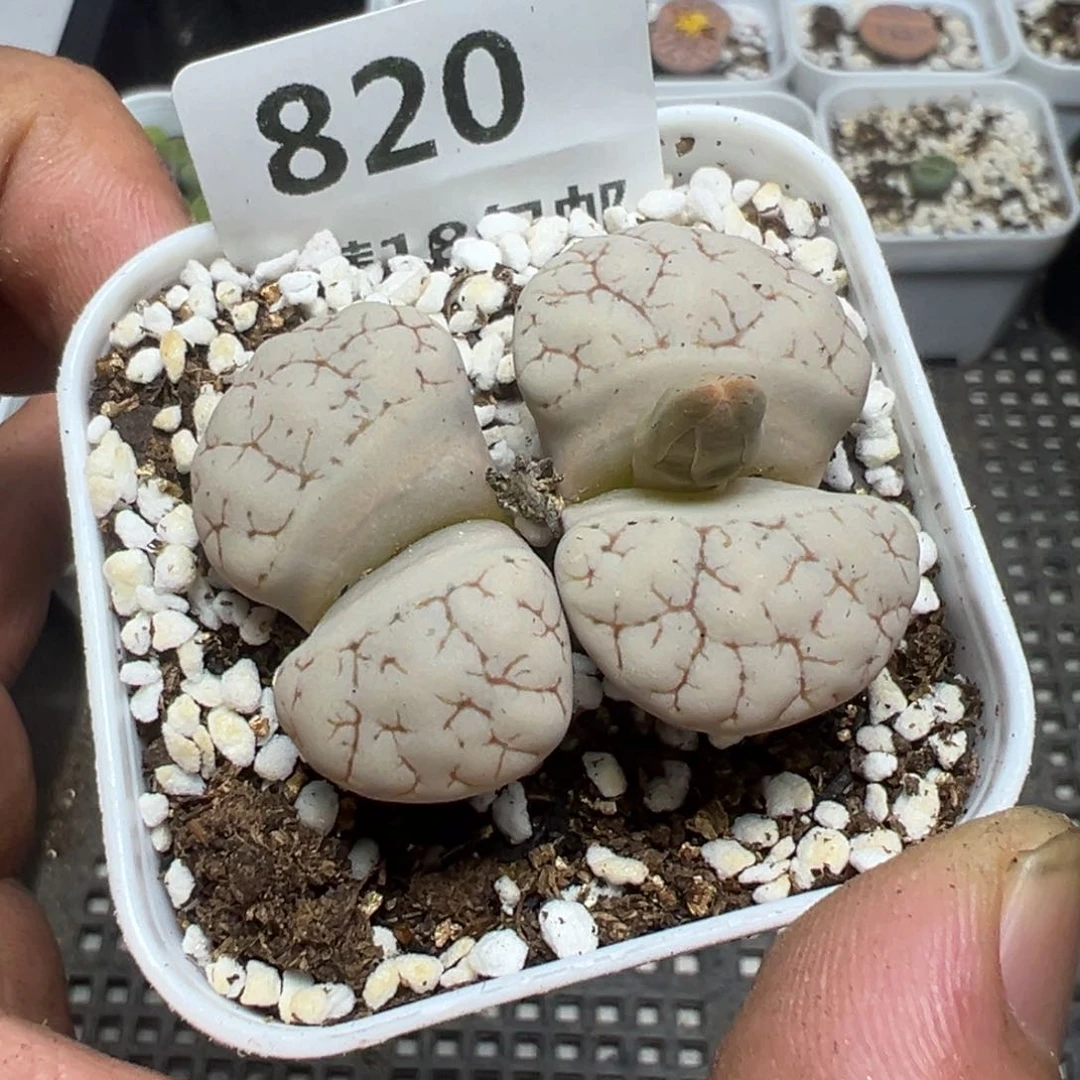 【闪购商品】 820。
