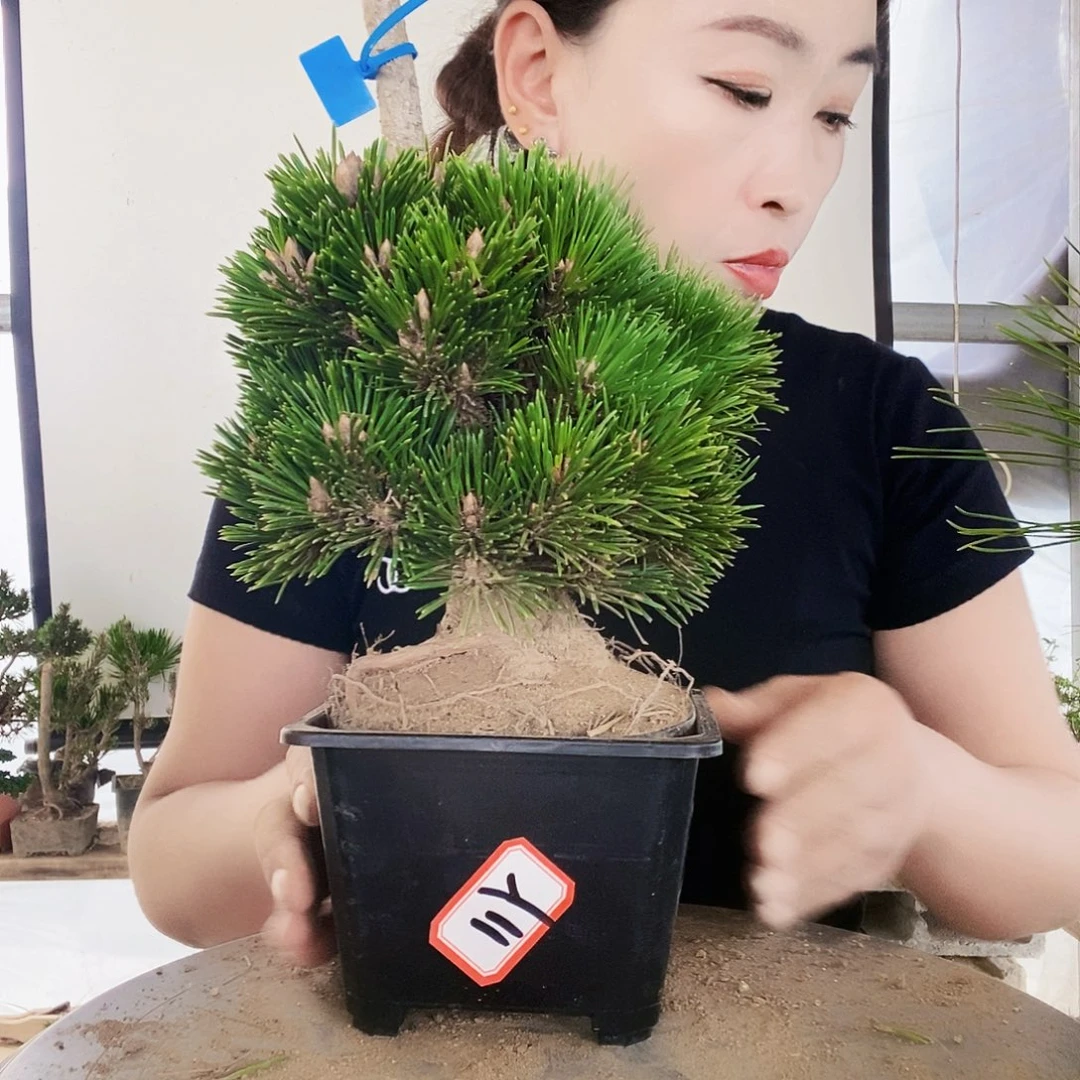 无花朵植物形态多年生草本