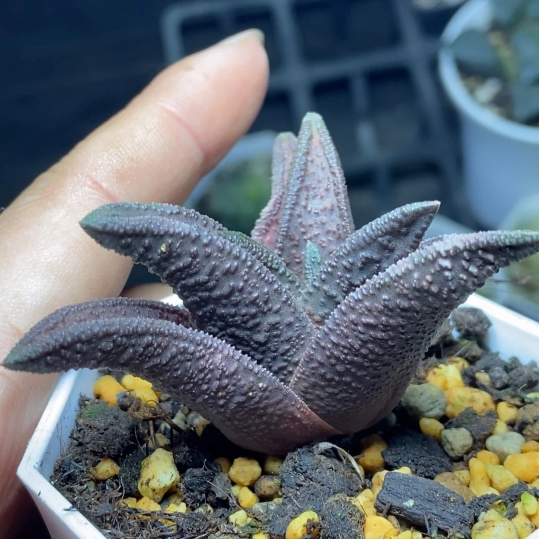 索帝达少根一物一拍