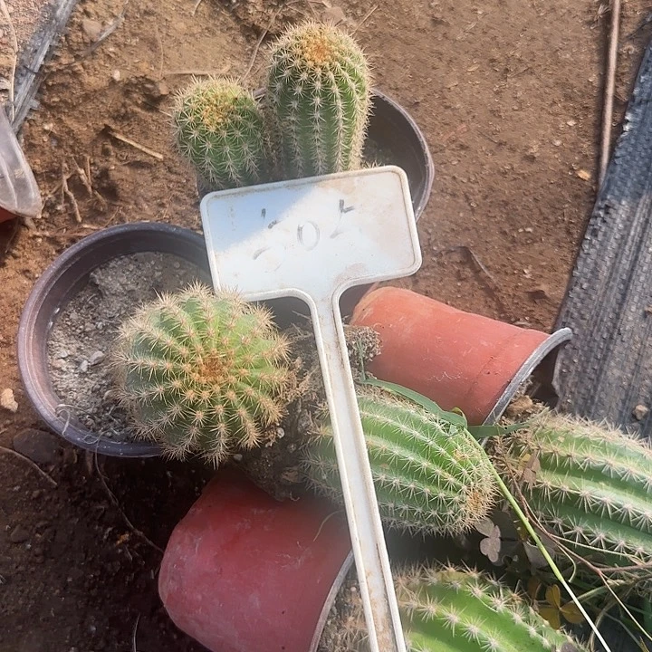 鳯***爾505号毛花柱实生的20的毛花柱