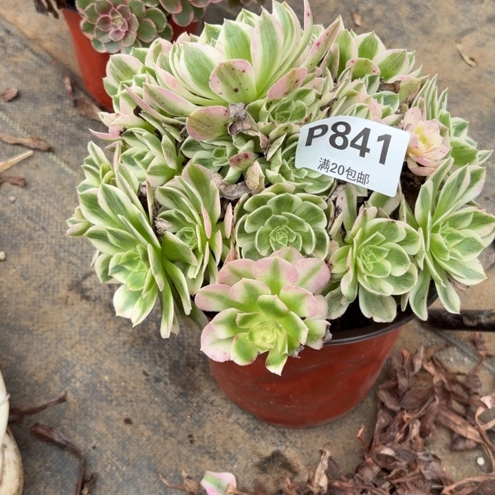 瑞妈多肉园艺841海王