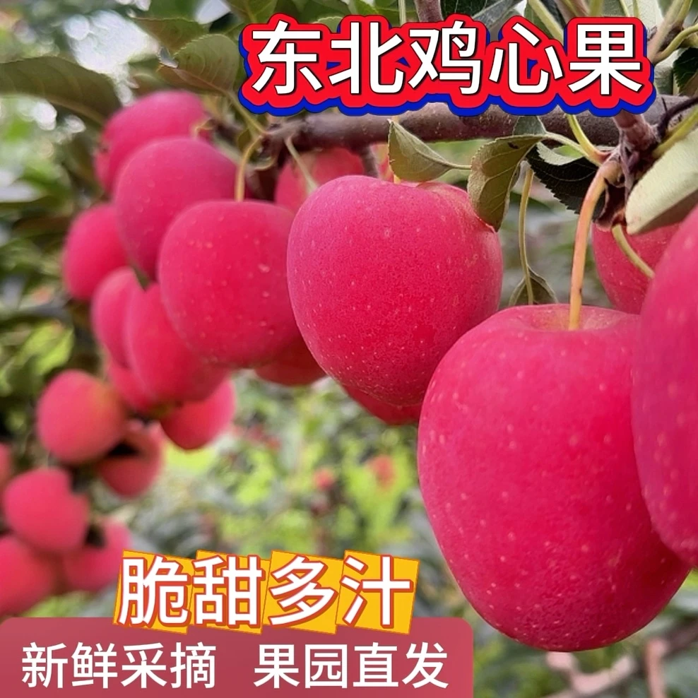 东北特产 鸡心果 果园直发 脆甜多汁