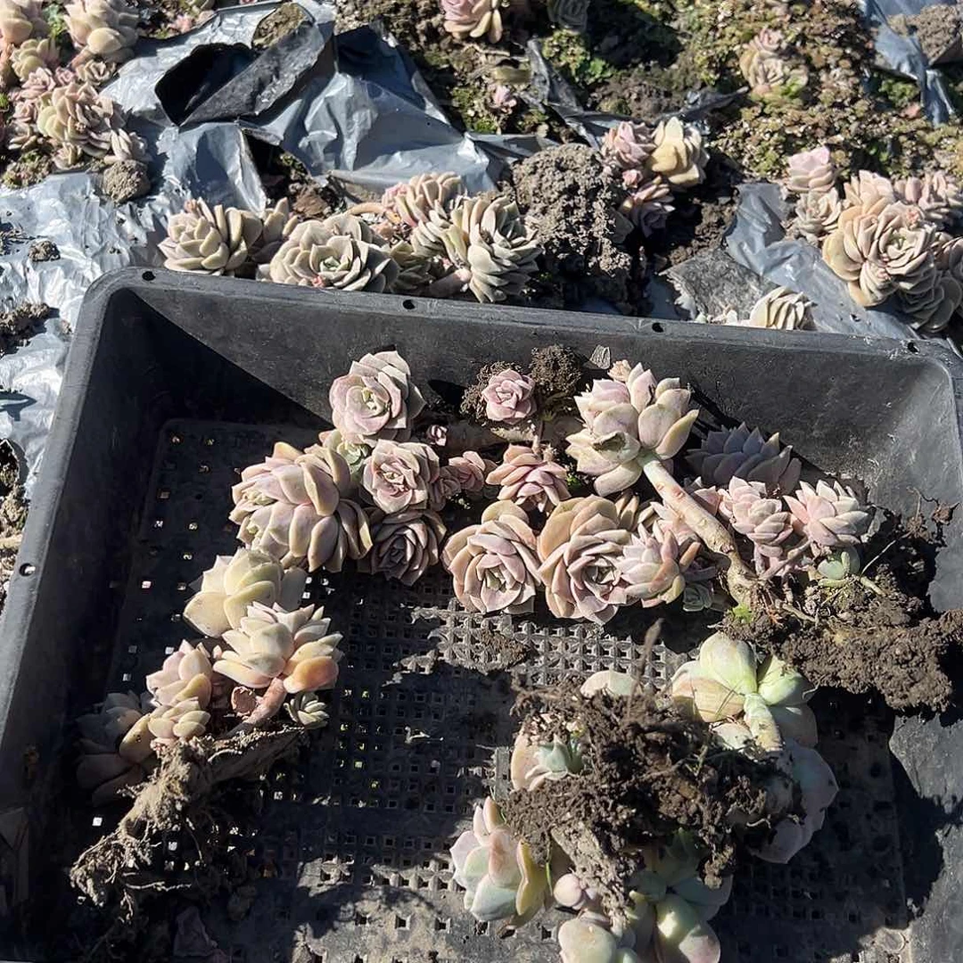 5颗不售后可爱玫瑰整装