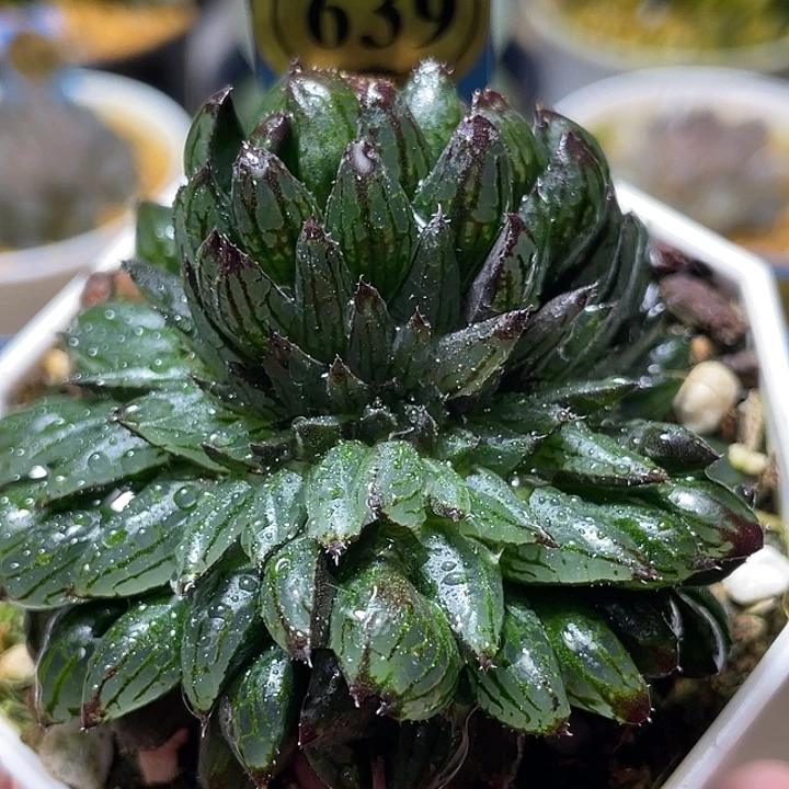 639超坠水晶魔界特选