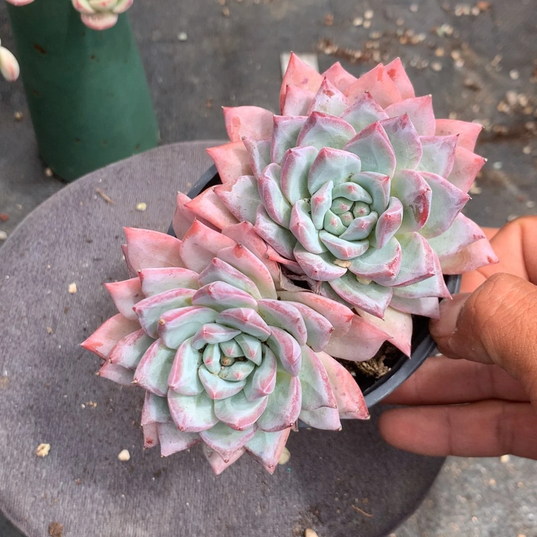 那好你去哪找嘛就