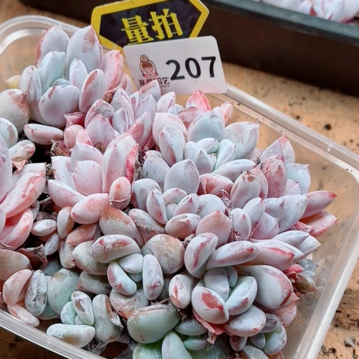 多肉植物多肉植物