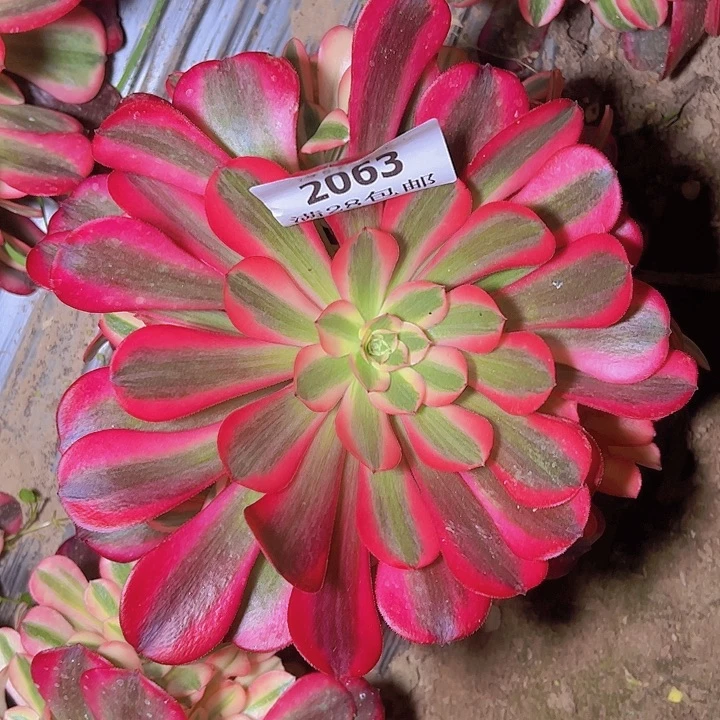 2063美杜莎多肉植物