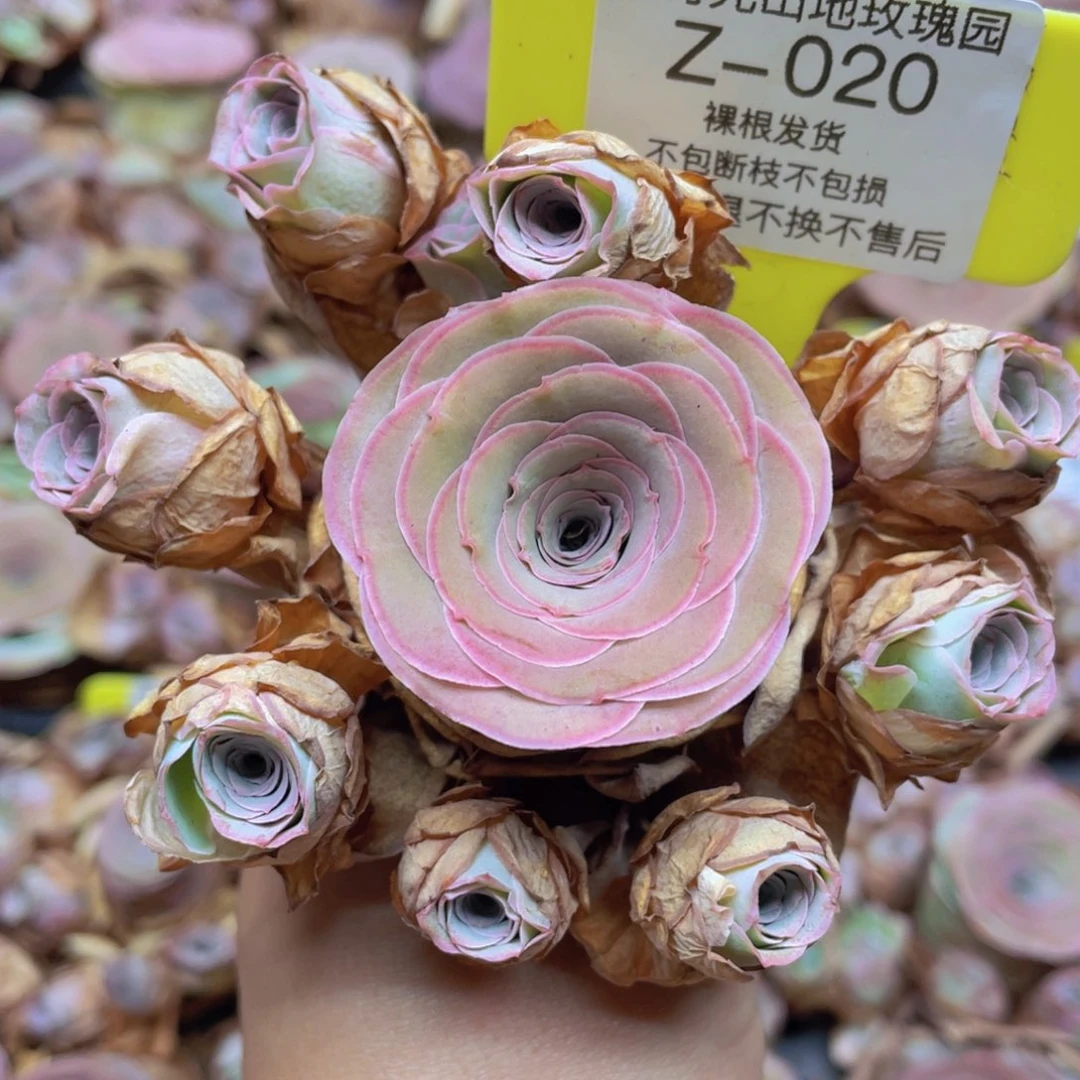 山地玫瑰Z020裸根发货断枝不包损不售后