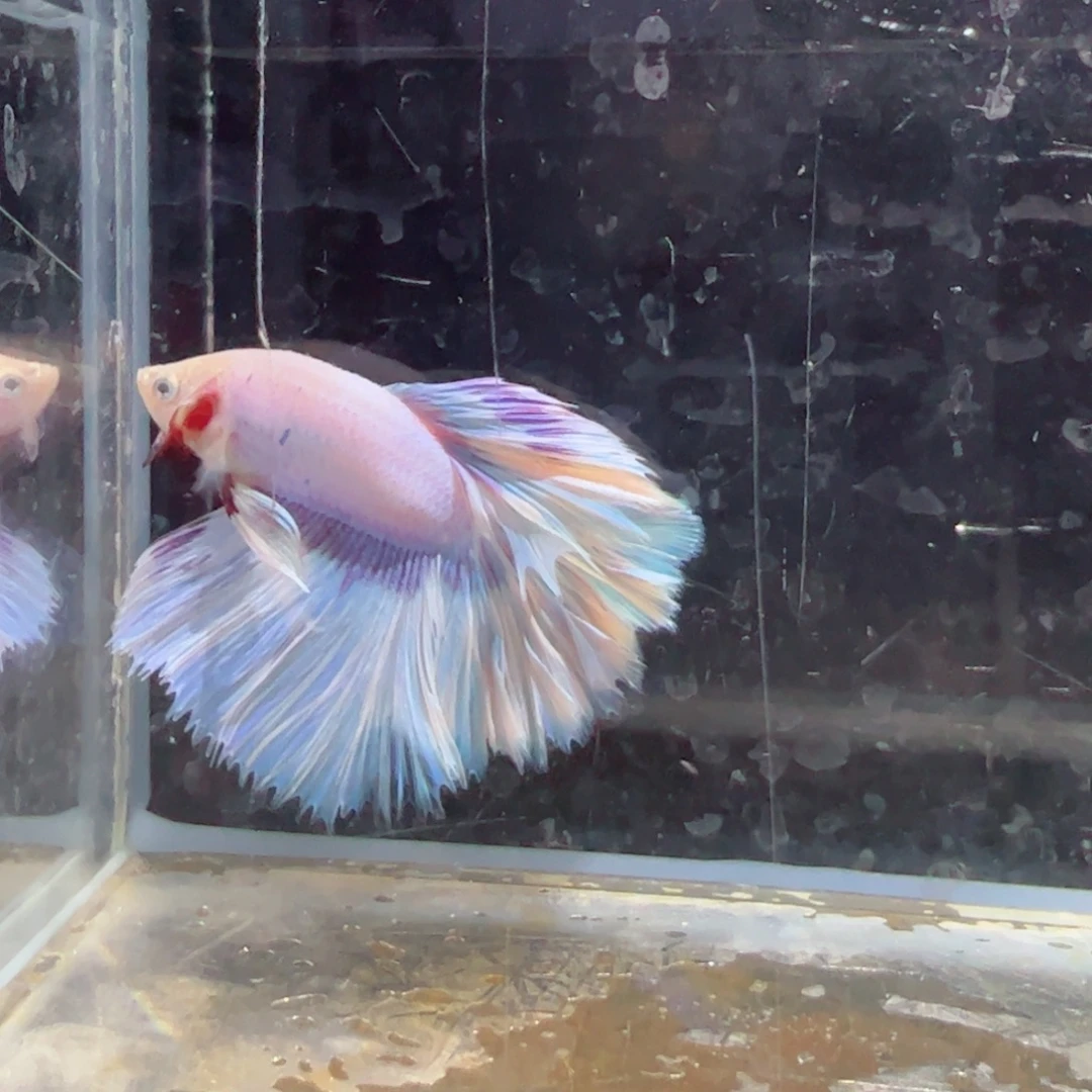 斗鱼浅色特殊尾hhhh