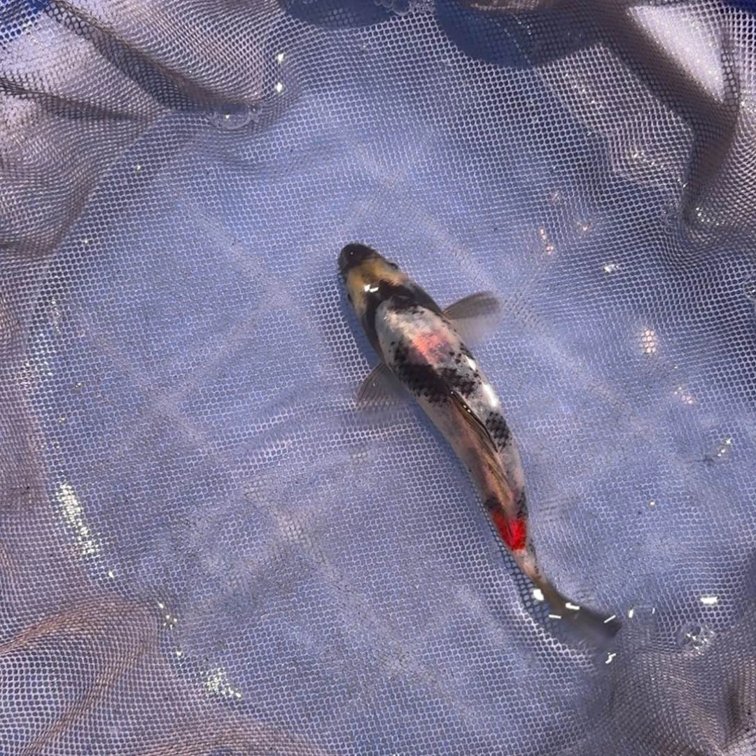 海水鱼精品锦鲤大放漏