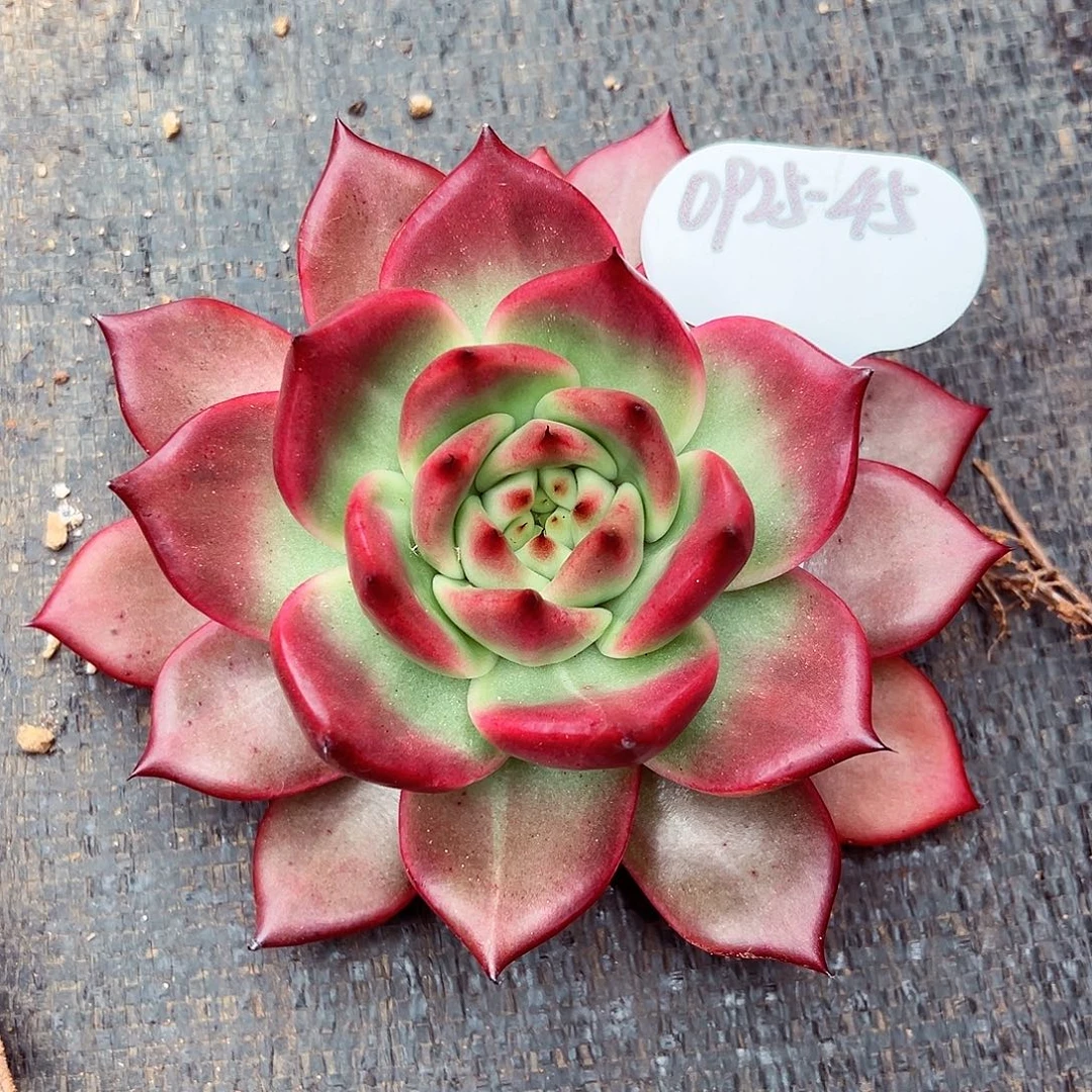 0925-45蜜家粉钻。