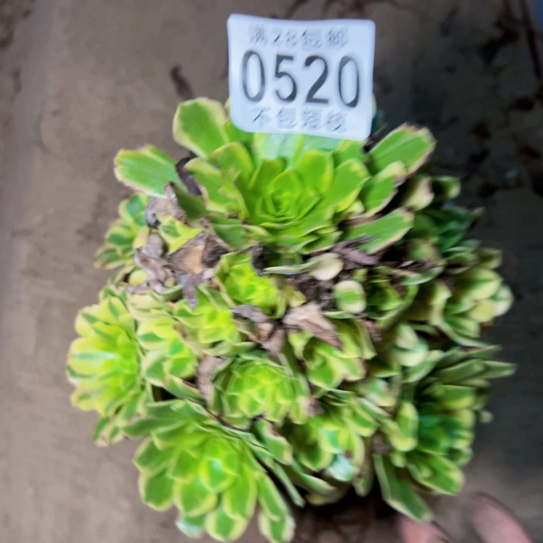 金丝翡翠多肉植物法师0520