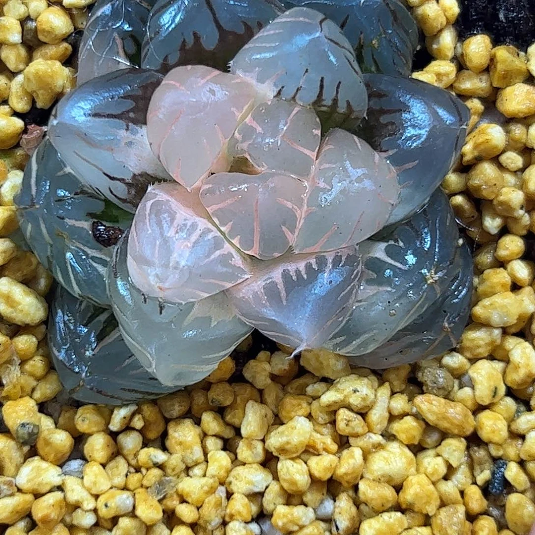 水中月糊斑锦215