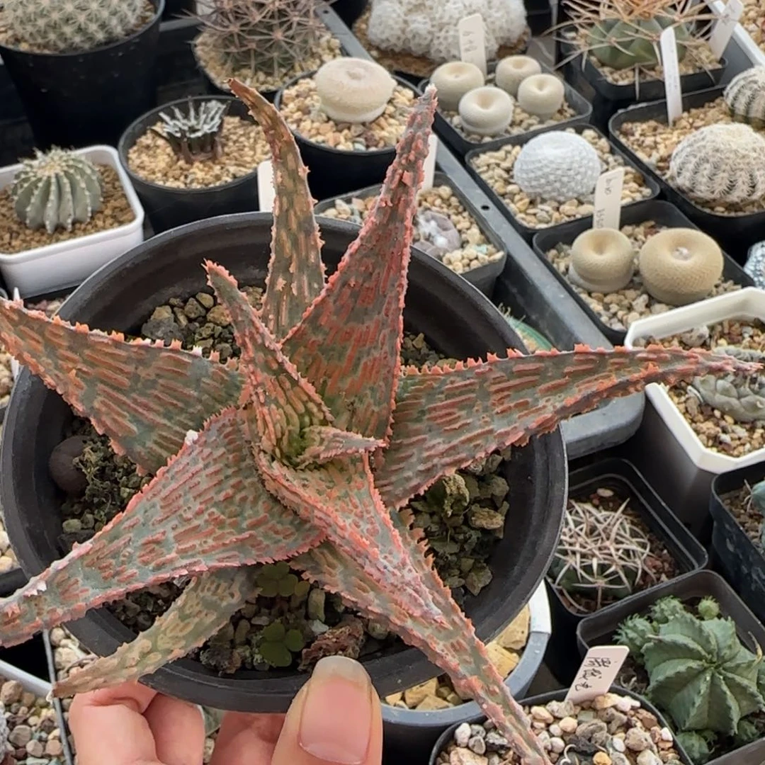 024不知名芦荟多肉